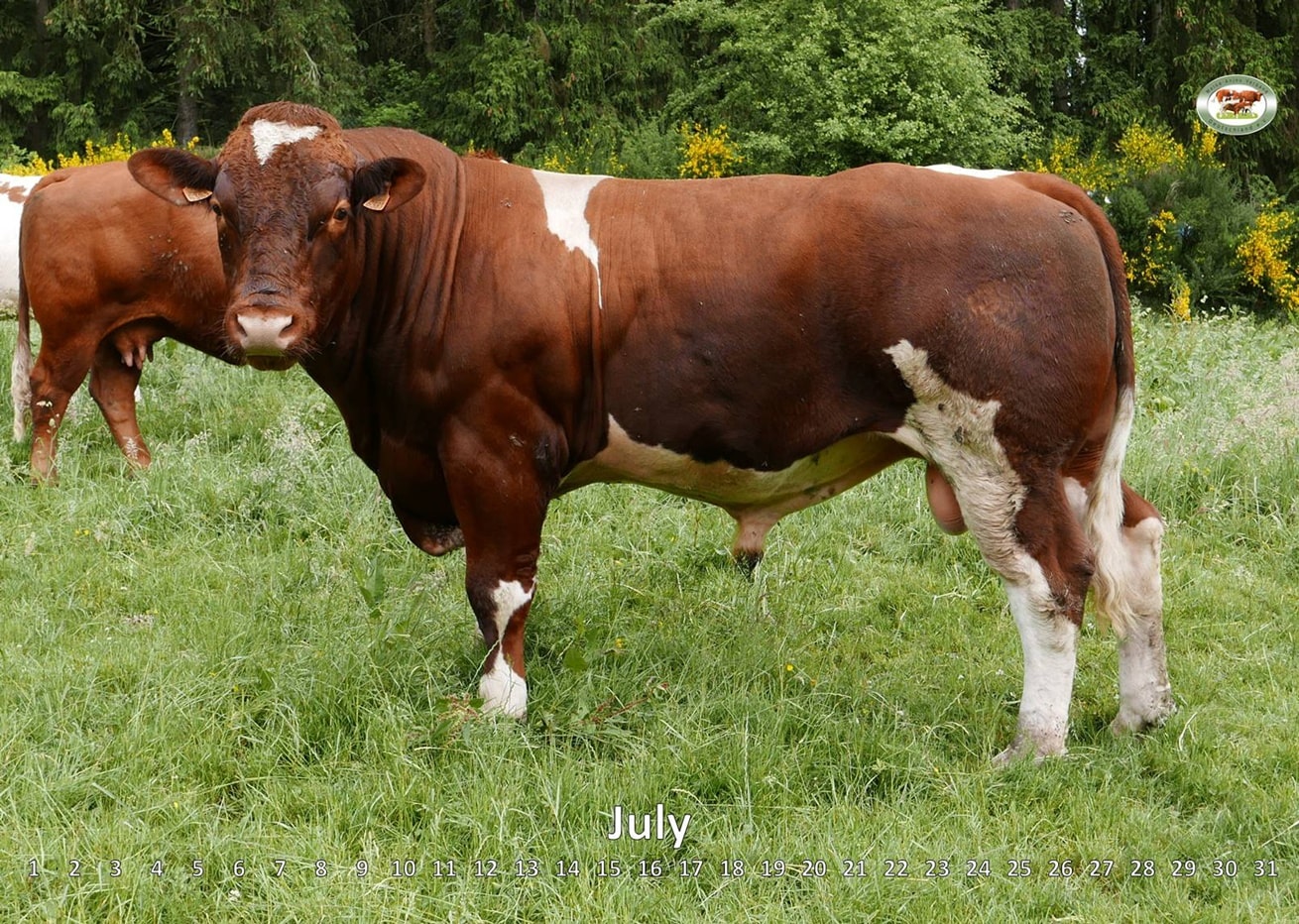 Official Breed Representation Of Maine Anjou Cattle In Germany › Maine